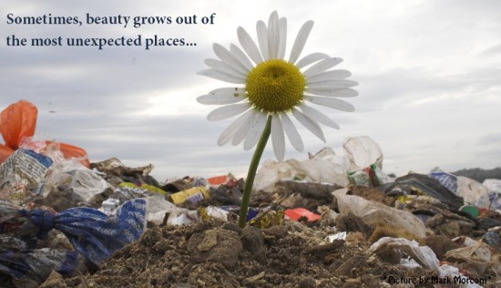 beauty from unexpected places